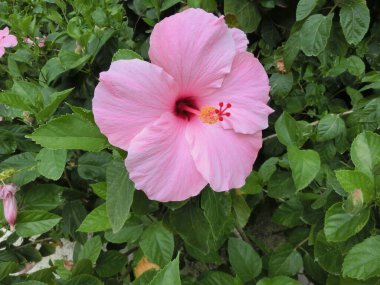 Kızıl Çin Gülü veya Rosa çinçini, canlı kırmızı çiçekleri ve bahçıvanlıktaki tarihi önemi ile ünlü, Güneybatı Çin 'e özgü büyüleyici bir çalı çiçeğidir..