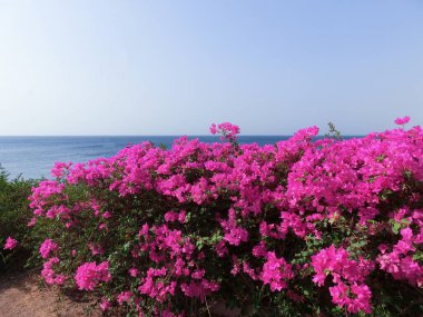 Yeşil yapraklı güzel begonviller. Bougainvillea mor çiçeğinin yakın görüntüsü. Çiçek açan Mor Bougainvillea çiçeği. Seçici Odaklanma