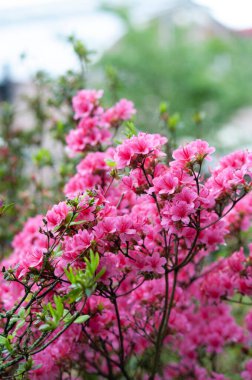 Bahar bahçesinde çiçek açan rhododendron