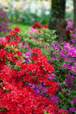 Bahar bahçesinde çiçek açan rhododendron