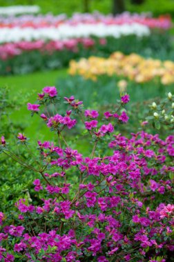 Bahar bahçesinde çiçek açan rhododendron