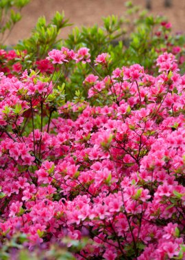 Bahar bahçesinde çiçek açan rhododendron