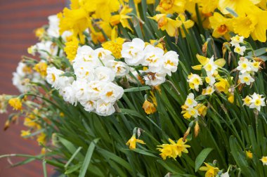 Beyaz nergisler bahçede Narcissus