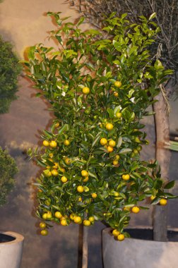 Bitkinin taze portakalı, portakal ağacı.