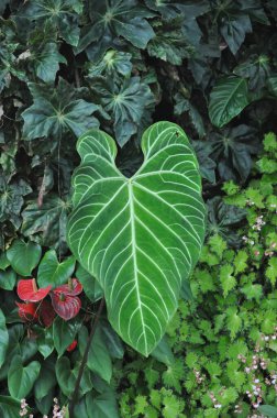 Güzel beyaz damar ve Anthurium Regale 'nin aşk biçimli yaprağı, popüler ev bitkisi.