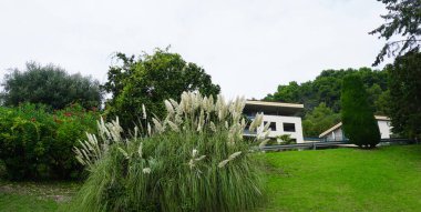 Çeşme otu Hameln - Latince adı Cenchrus alopecuroides Hameln veya Pennisetum alopecuroides Hameln