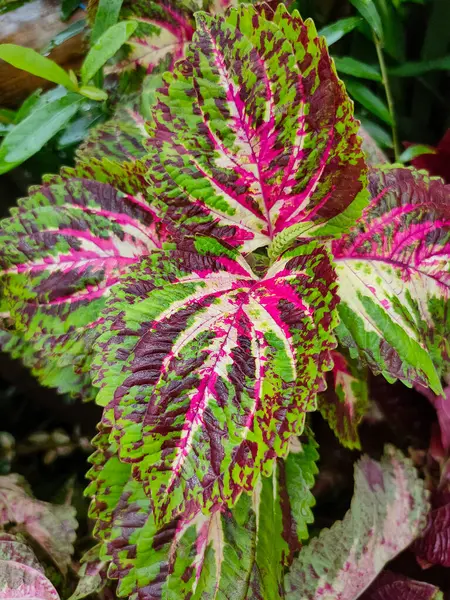 Coleus veya Plectranthus scutellarioides 'in renkli yaprakları. Güzel yapraklar bahçede dikmek için popülerdir.