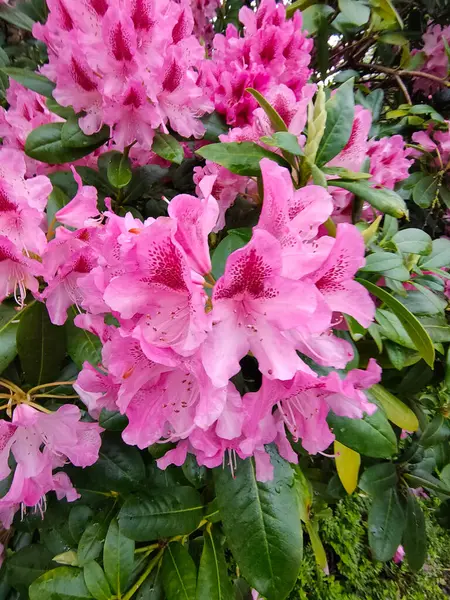 Kırmızı ve beyaz çeşitlendirilmiş geniş yapraklı Rododendron Başkanı Roosevelt yeşil üzerine çiçek açtı