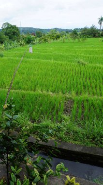 Geniş bir vadi pirinç terasları ve pirinç tarlaları ile kaplıydı ve Bali 'de mavi bir gökyüzünün altında uzak bir volkan vardı..