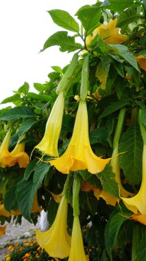Bahçede güneşli bir sabah fotoğrafta Brugmansia aurea çiçekleri