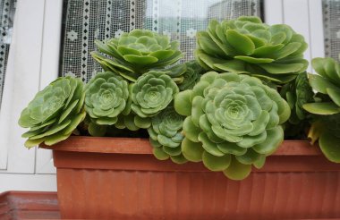 Aeonium Arboreum ya da Ağaç Aeonium bahçeyi kapatır. Kalın ahşap saplı ve büyük kollu, her daim yeşil sulu bitkiler.