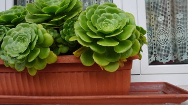 Aeonium Arboreum ya da Ağaç Aeonium bahçeyi kapatır. Kalın ahşap saplı ve büyük kollu, her daim yeşil sulu bitkiler.