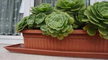 Aeonium Arboreum ya da Ağaç Aeonium bahçeyi kapatır. Kalın ahşap saplı ve büyük kollu, her daim yeşil sulu bitkiler.