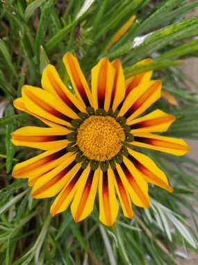 Gazania linearis, Asteraceae familyasından bir bitki türü.