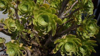 Aeonium Arboreum ya da Ağaç Aeonium bahçeyi kapatır. Kalın ahşap saplı ve büyük kollu, her daim yeşil sulu bitkiler.