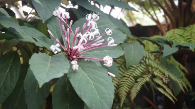 Egzotik ve büyüleyici Bagawak Çiçeği ya da Clerodendrum Dörtlüsü. Beyaz çiçeklerle süslenmiş tropikal bitkiler ve eşsiz pembe saplar.
