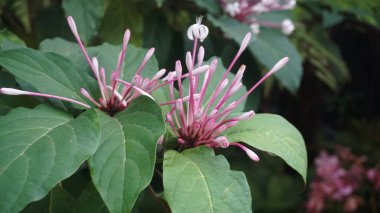Egzotik ve büyüleyici Bagawak Çiçeği ya da Clerodendrum Dörtlüsü. Beyaz çiçeklerle süslenmiş tropikal bitkiler ve eşsiz pembe saplar.