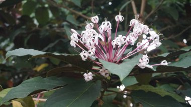 Egzotik ve büyüleyici Bagawak Çiçeği ya da Clerodendrum Dörtlüsü. Beyaz çiçeklerle süslenmiş tropikal bitkiler ve eşsiz pembe saplar.