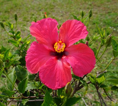 Hibiscus rosa-sinensis, Çin amblemi, Çin gülü, Hawaii amfibisi, gül gülü ve ayakkabı boyası bitkisi olarak da bilinir.