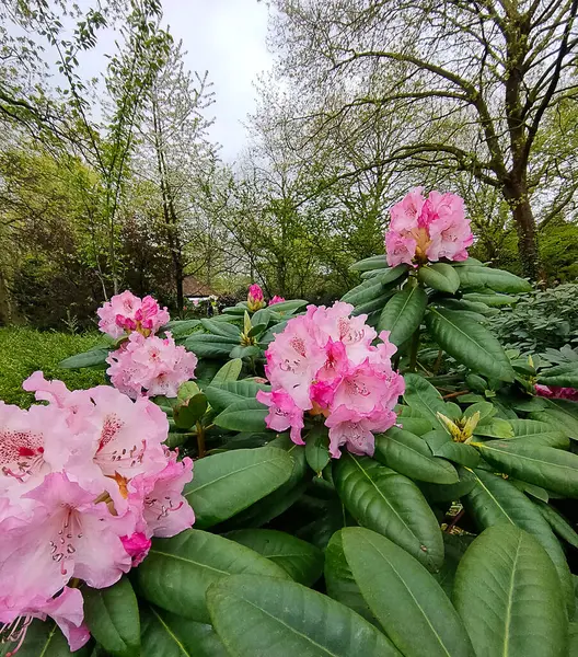 Kırmızı ve beyaz çeşitlendirilmiş geniş yapraklı Rododendron Başkanı Roosevelt yeşil üzerine çiçek açtı