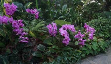 Canlı mor falanopsis orkide çiçekleri, zarif güzellikler ve narin taç yaprakları sergiliyor..