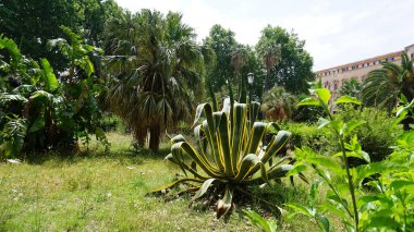 Güzel çizgili yapraklar Amerikan agave marginata (Agave americana) ya da Trachycarpus palmiyesinde nöbetçi bitkisi