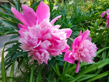 Bahçede koyu siyah bir arka plana karşı pembe şakayık çiçeği