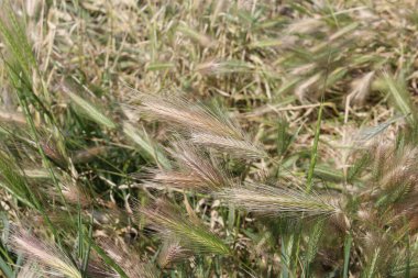 Fare kuyruğu dikenli Hordeum Murinum bitkisi, fare arpası. Yakın plan. Hordeum murinum, çim familyasından Poaceae familyasına ait bir bitki türüdür..