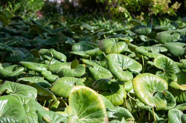 Çok büyük yapraklı çiçekli süs bitkisi Farfugium japonicum, leopar bitkisi olarak da bilinir, yeşil leopar bitkisi veya botanik bahçesindeki traktör koltuğu Blanes, Costa Brava, İspanya.