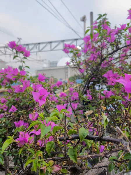 stock image Bougainvillea flowers with the background of the Istiqlal mosque in jakarta, indonesia