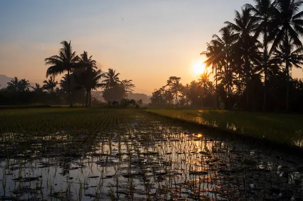 Beautiful Sunrise on Paddy Field and Coconut Trees Located in Central Java Indonesia
