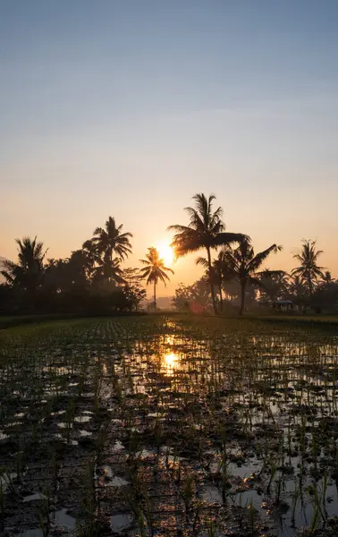 Beautiful Sunrise on Paddy Field and Coconut Trees