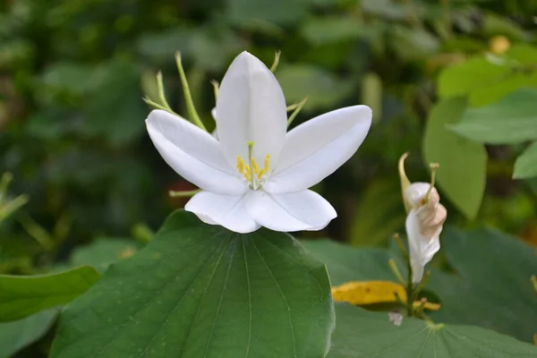 stock image Flower Click on Nikon D3100