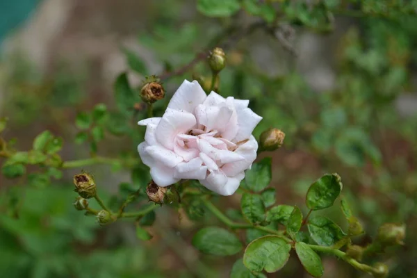 Rose Flower Κάντε Κλικ Στο Nikon D3100 — Φωτογραφία Αρχείου