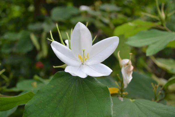 stock image White Flower Click on Nikon D3100