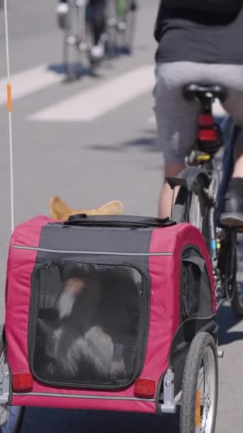 스크린 코기가 도시에서 자전거 경주에 참가하고 주인의 — 비디오
