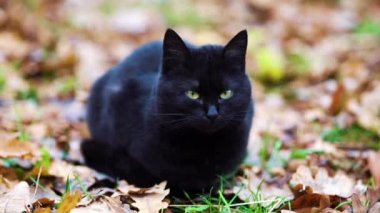 Yeşil ve sarı gözlü kara kedi parkta düşmüş yaprakların üzerinde oturuyor ve geğiriyor, geçmişi bulanık. Dışarıda rahat eden sevimli tüylü bir hayvanın yakın plan portresi. Evcil hayvan kavramı
