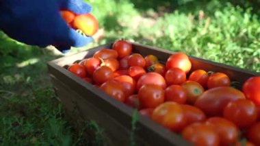 Mavi bahçe eldivenli beyaz kadın, ahşap konteynırı domatesle dolduruyor. Sebze bahçesinde çalışan bir kadın. Bahçe işleri, eğlence, hobi, tarım, iş, güvenlik kavramı