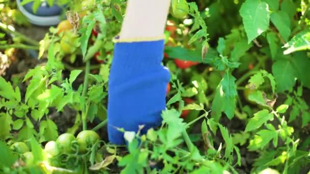 Белая Женщина Крупным Планом Голубых Садовых Перчатках Собирает Помидоры Женщина — стоковое видео