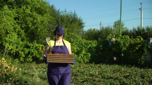 Biała Kobieta Fartuchu Czapce Drewnianym Pudełkiem Pomidorami Kobieta Pracująca Ogrodzie — Wideo stockowe