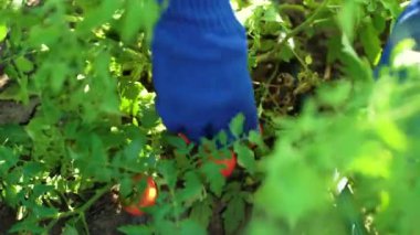 Mavi bahçıvan eldivenli beyaz kadın domates topluyor. Sebze bahçesinde çalışan bir kadın. Bahçe işleri, eğlence, hobi, tarım, iş, güvenlik kavramı