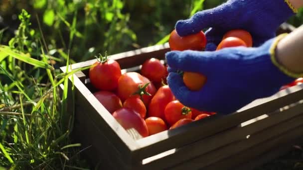 Zbliżenie Żeńskich Rąk Niebieskich Rękawiczkach Ogrodowych Wypełniających Drewniane Pudełko Pomidorami — Wideo stockowe