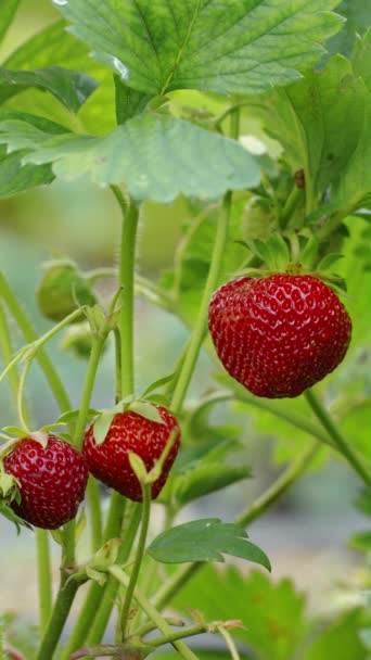 Layar Vertikal Semak Strawberry Dengan Buah Merah Matang Yang Tumbuh — Stok Video