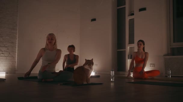 広々とした薄暗い部屋の中のヨガセッションで3人の女性と猫 柔らかく照らされたスタジオで コンパニオンシップと静けさのユニークな雰囲気 ウェルネスとグループのフィットネスコンセプト — ストック動画