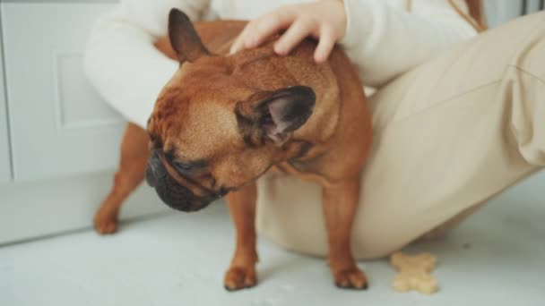 Frauenhand Streichelt Braune Französische Bulldogge Auf Dem Boden Neben Hundeleckerli — Stockvideo