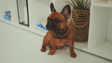 Fransız Bulldog, kitap rafı ve saksı bitkisiyle modern evde rahat ve şık bir atmosfer yaratıyor.