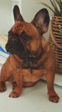 Dikey Ekran: Fransız Bulldog, kitap rafı ve saksı bitkisi rahat ve şık bir atmosfer yaratarak modern evde dikkatle oturur