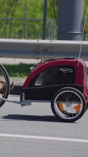 垂直屏风 科吉犬喜欢在阳光灿烂的白天乘坐红色和黑色的自行车拖车 它的头伸出来 凝视着前方 — 图库视频影像
