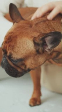 Dikey Ekran: Kadınlar kahverengi Fransız Bulldog 'u okşayarak köpek muamelesi yapar, insanlar ve evcil hayvanları arasında sevgi bağı kurar.