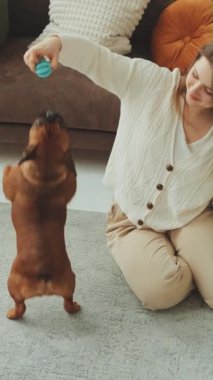 Dikey Ekran: Fransız Bulldog oyuncağıyla oynayan kadın. Eğlence anlayışı, etkileşim, evcil hayvan oyun zamanı. Evcil hayvanla oynamanın neşesi